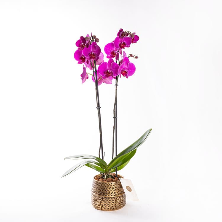 Aria Gold — görsel 5
