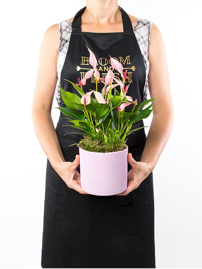 Lily & Brownies Mixbox (6'lı) Bundle