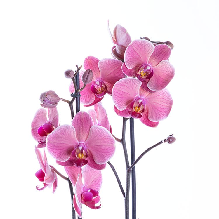 Coral Pink — görsel 6