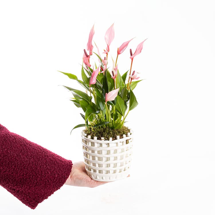 Lily Mesh — görsel 4