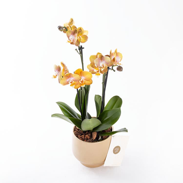 Honey Gold — görsel 5