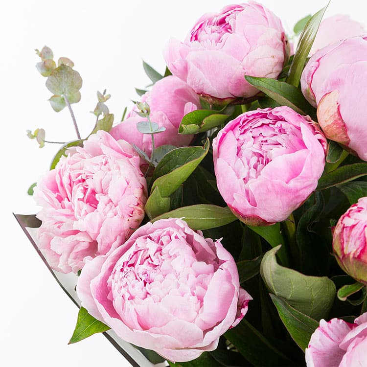 Pink Peonies — görsel 6