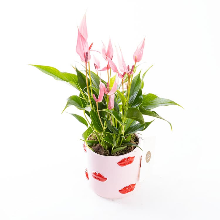 Lily Lovers Ed. — görsel 6