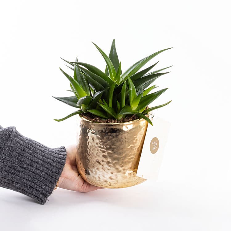 Golden Succulent — görsel 5