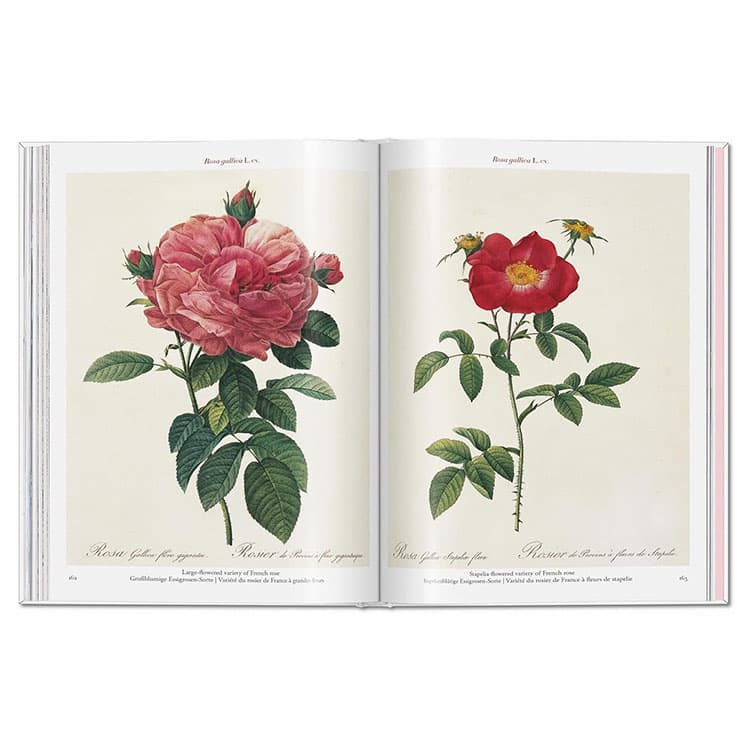 Redoute: Roses — görsel 4