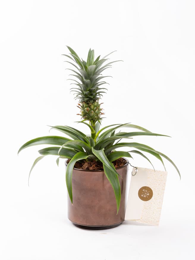 Fineapple