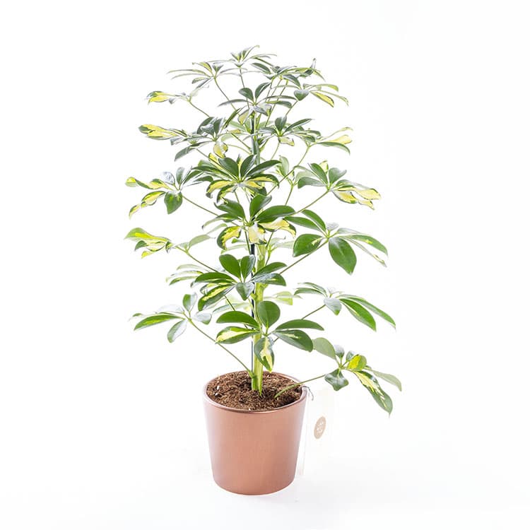 Schefflera — görsel 5