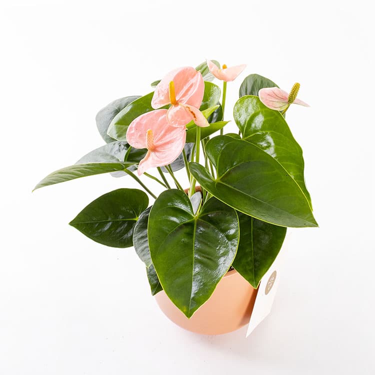Pinky Toscana — görsel 6