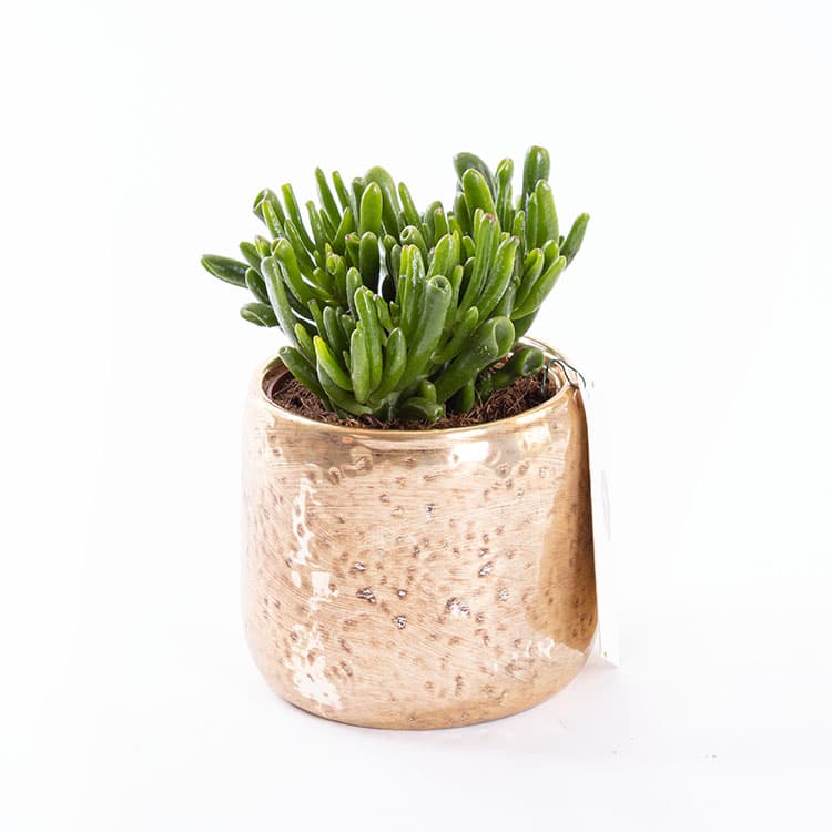 Golden Succulent & Chocolate (4’lü) Bundle — görsel 6
