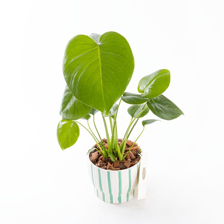 Monstera — görsel 7
