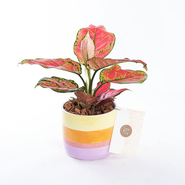 Flamingo — görsel 7