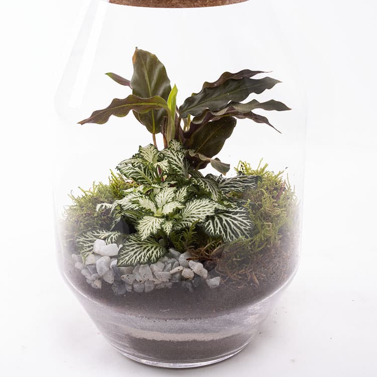 Terrarium Octo — görsel 10