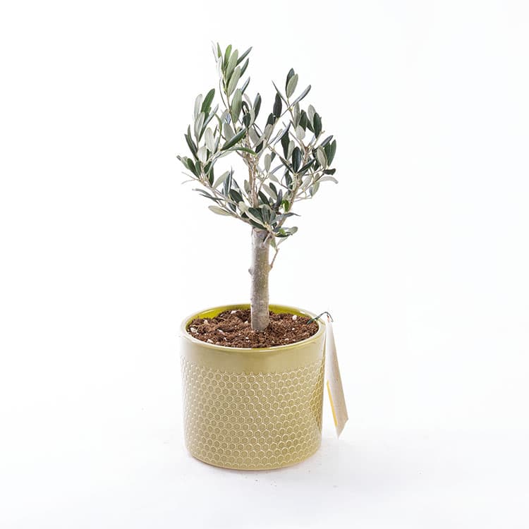Mini Zeytin Ağacı — görsel 4