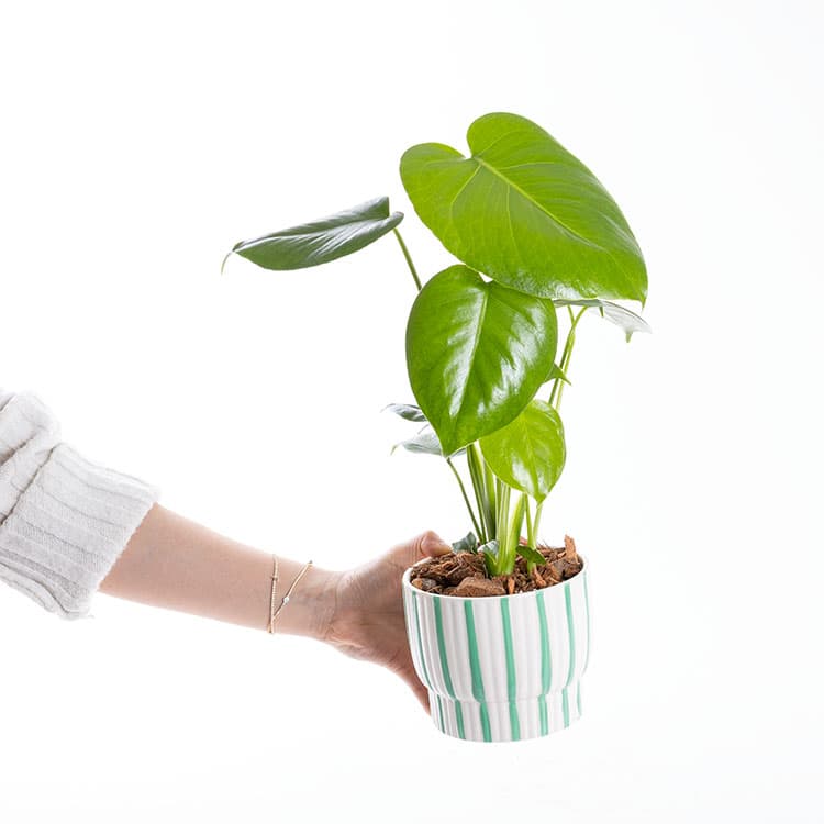 Monstera — görsel 5