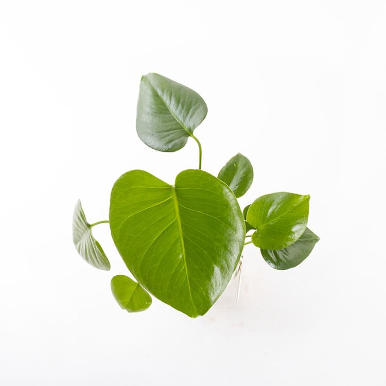 Monstera — görsel 10