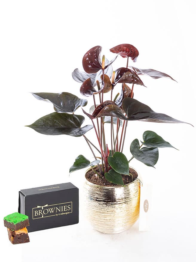 Dark Sienna Gold & Brownies Mixbox (6'lı) Bundle