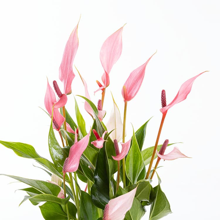 Lily Mesh — görsel 7