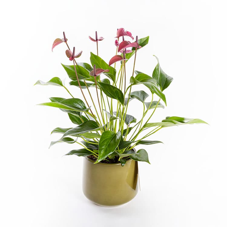 Cavalli Anthurium XL — görsel 5