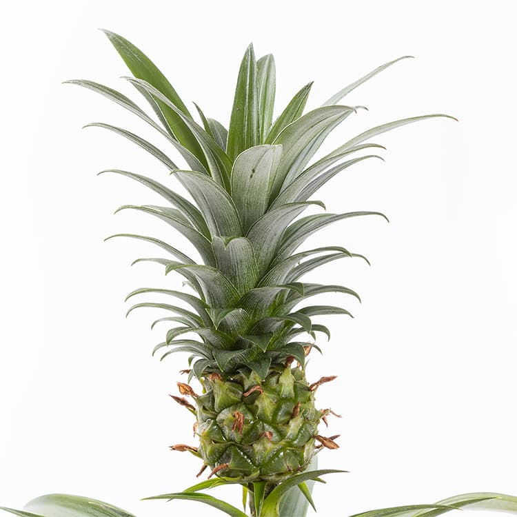 Fineapple — görsel 6
