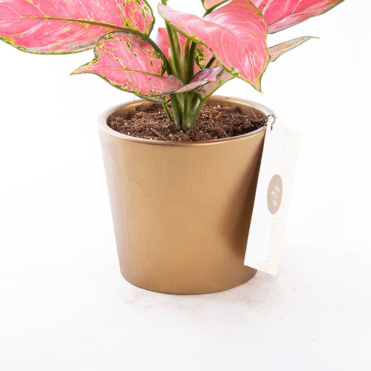 Flamingo Gold — görsel 7