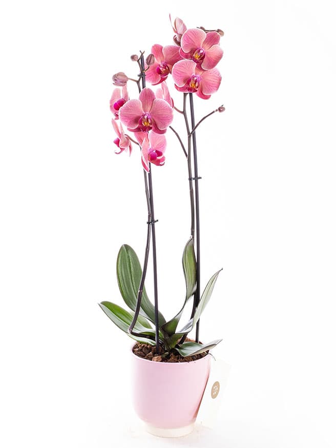 Coral Pink