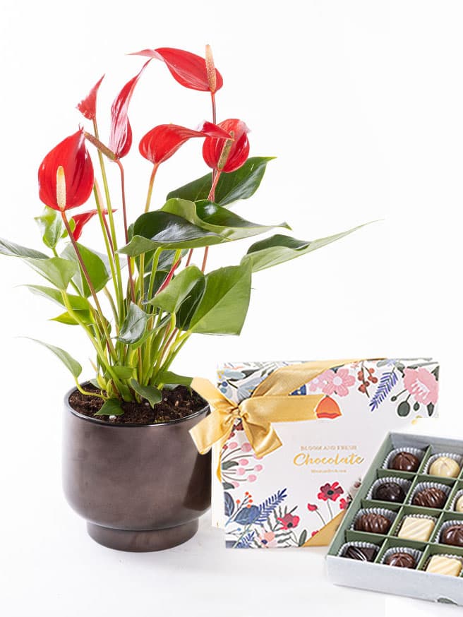 Roja Scandic & Chocolate (20'li) Bundle