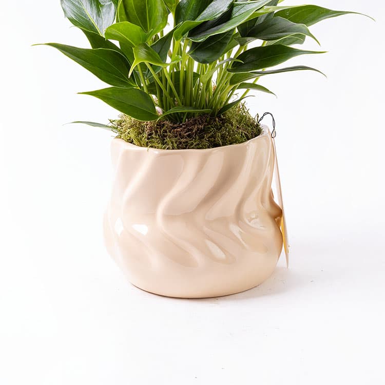 Lily Twister — görsel 8