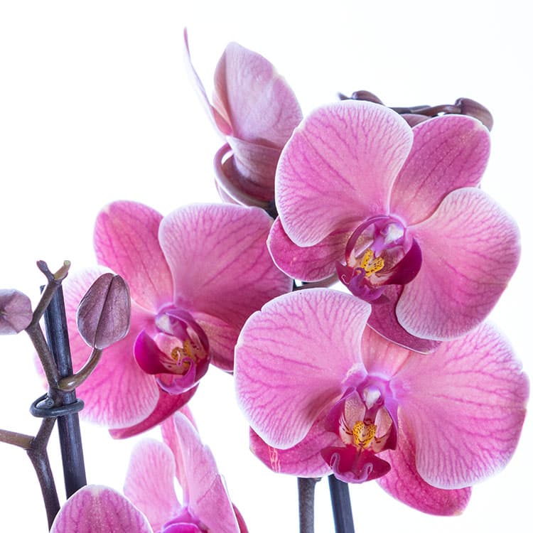 Coral Pink — görsel 7