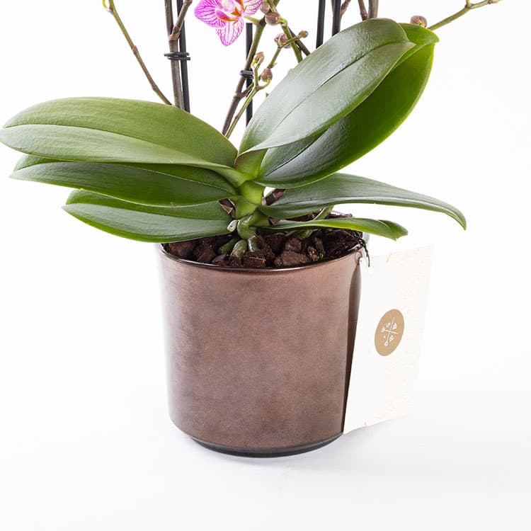 Honeybee Bronze — görsel 8