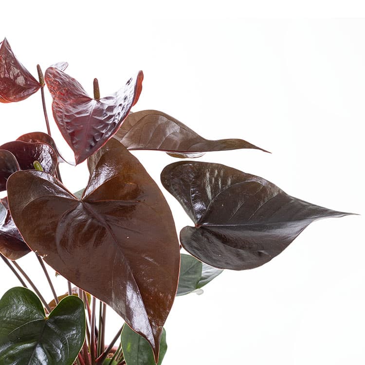 Dark Sienna Bronze — görsel 8
