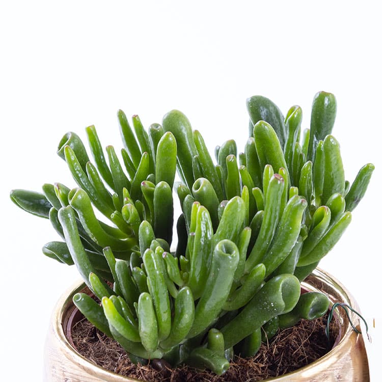Golden Succulent & Chocolate (4’lü) Bundle — görsel 10