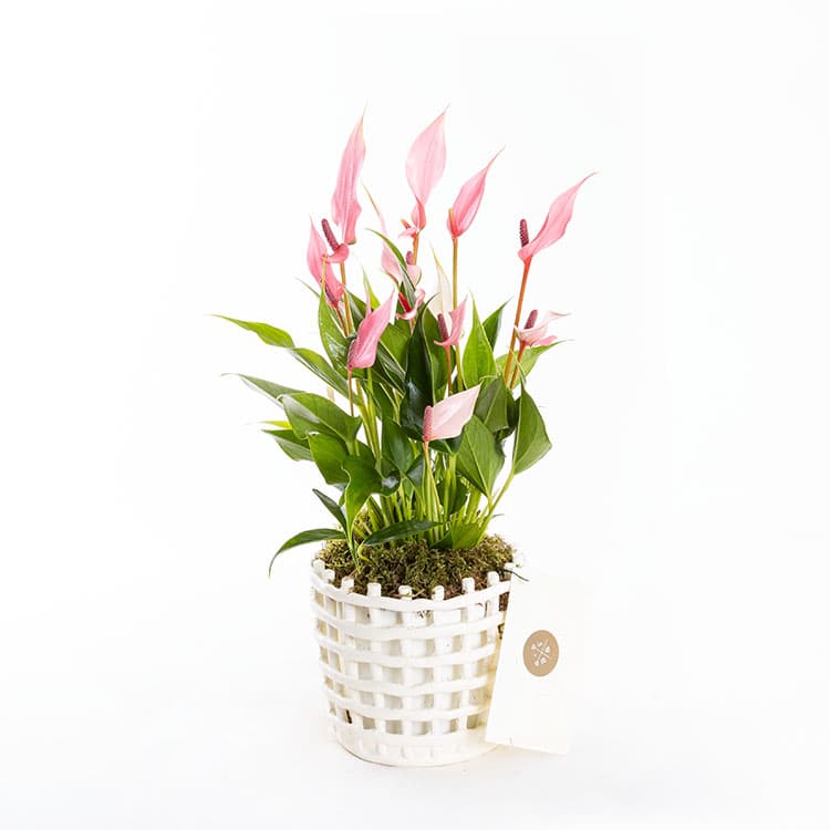 Lily Mesh — görsel 5