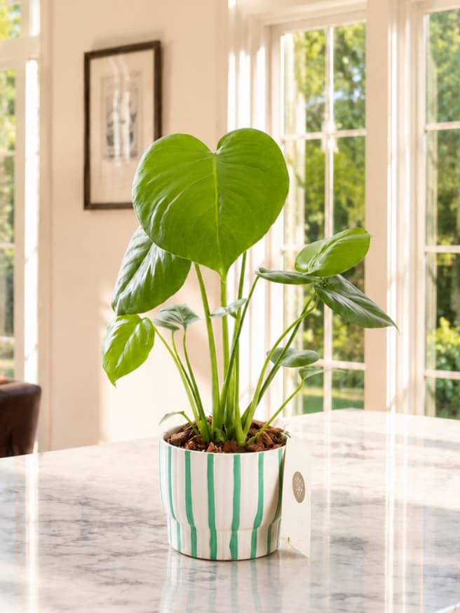 Monstera — görsel 2