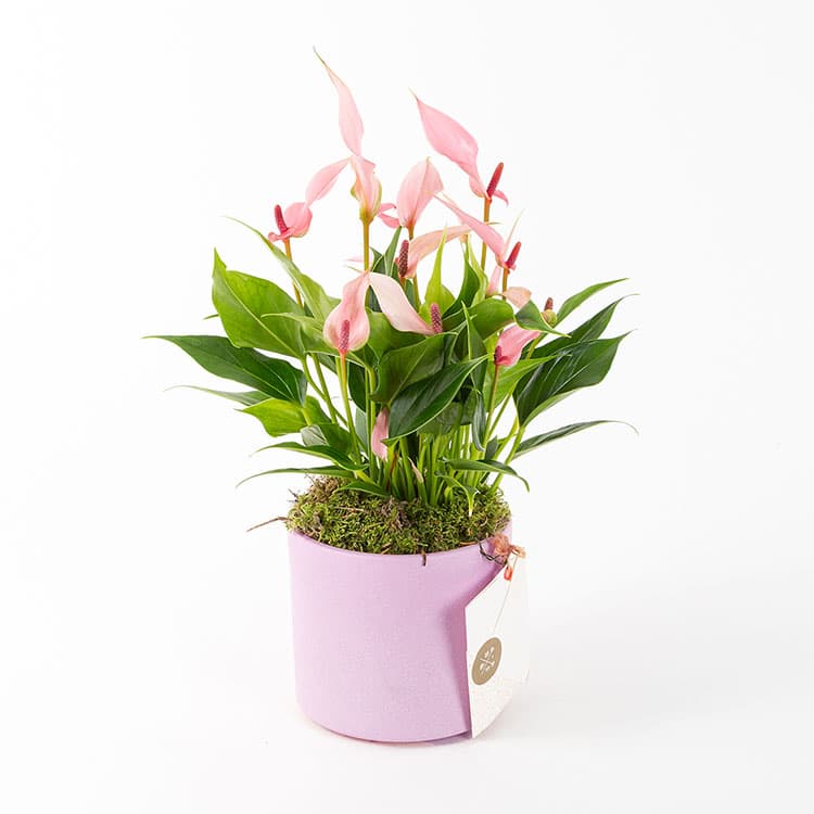 Lily — görsel 4