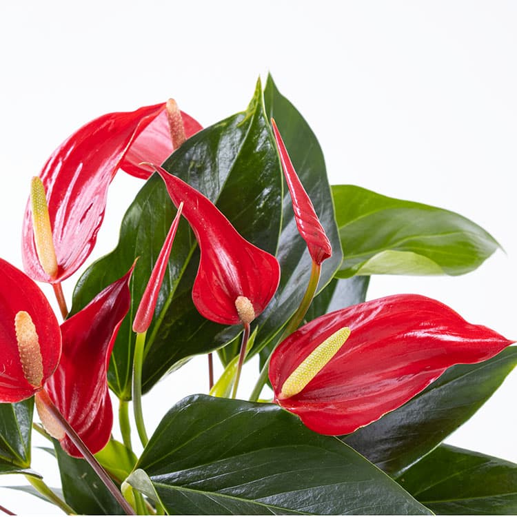 Roja Mesh — görsel 8