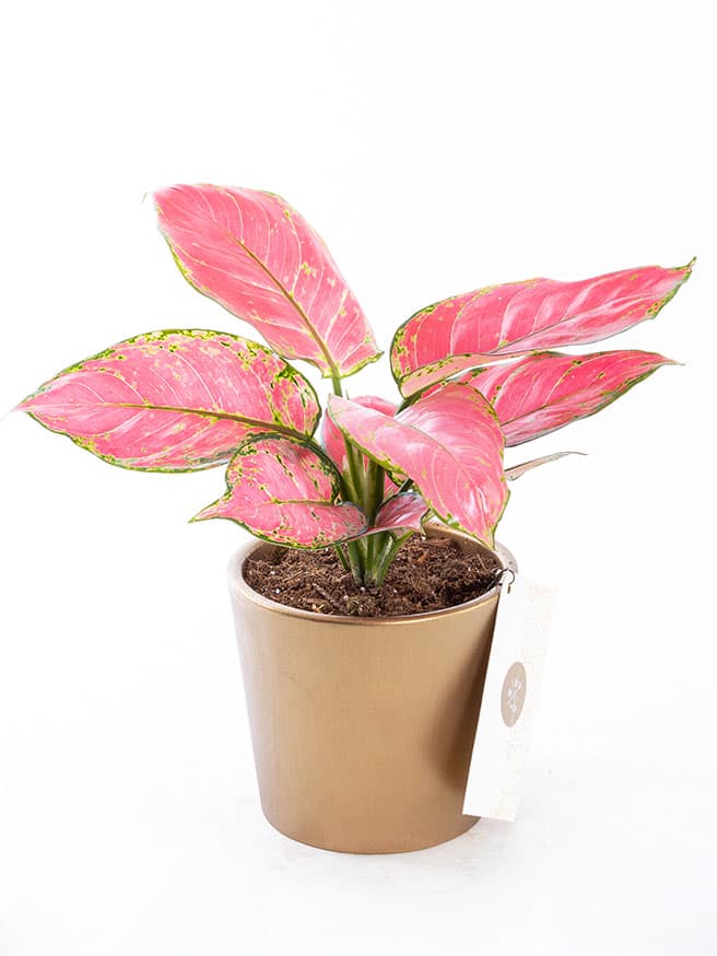 Flamingo Gold