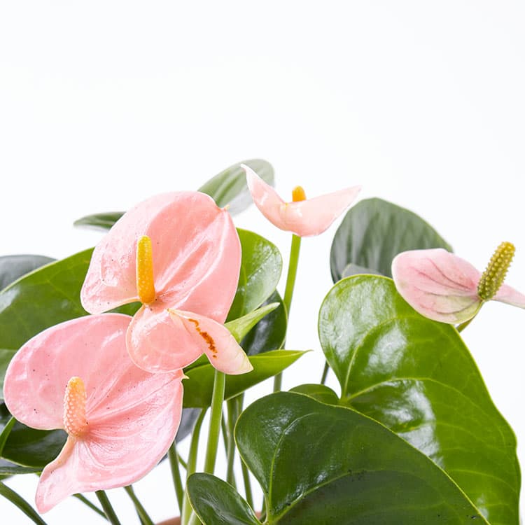 Pinky Toscana — görsel 7