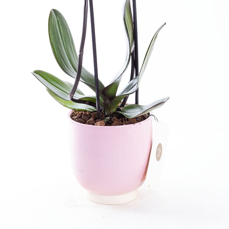 Coral Pink — görsel 8