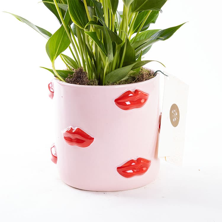 Lily Lovers Ed. — görsel 7