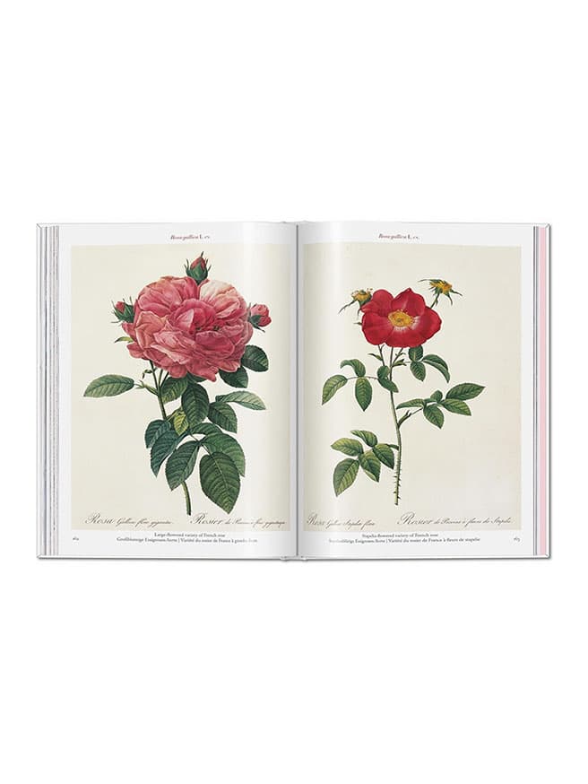 Redoute: Roses — görsel 2