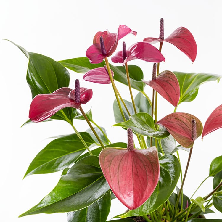 Cavalli Anthurium XL — görsel 7