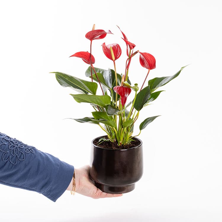 Roja Scandic — görsel 4