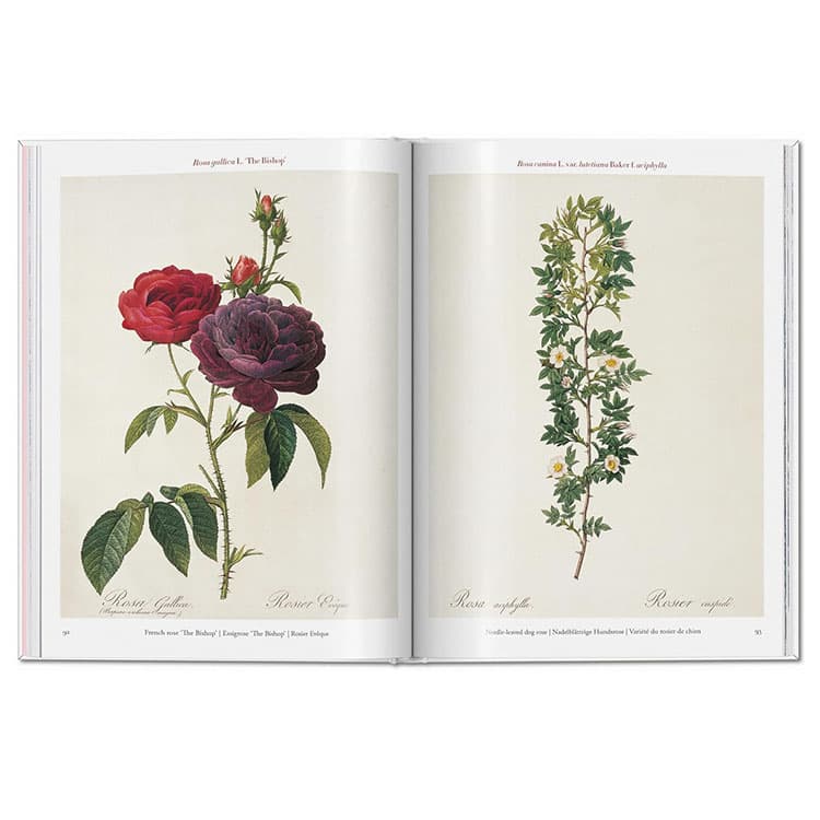 Redoute: Roses — görsel 6