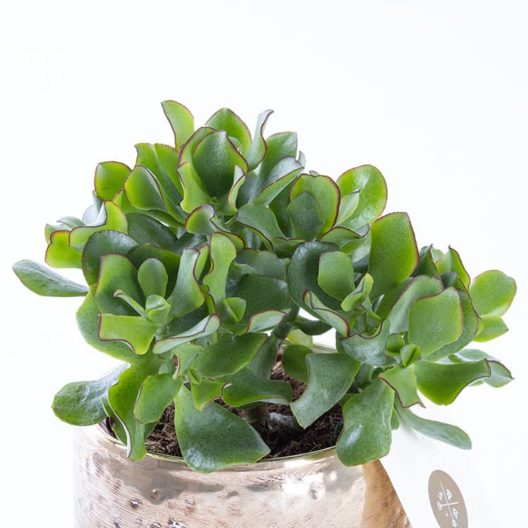 Golden Succulent — görsel 10