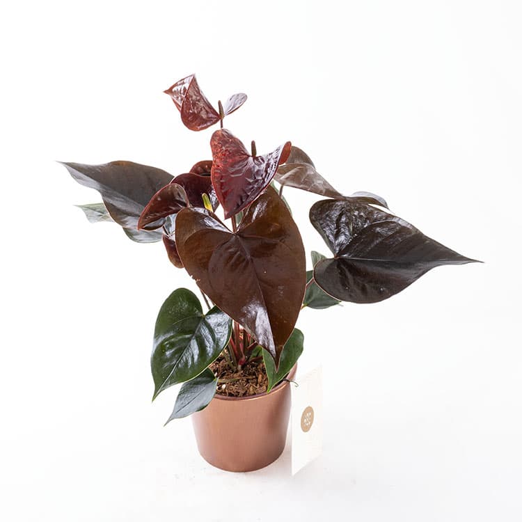 Dark Sienna Bronze — görsel 5