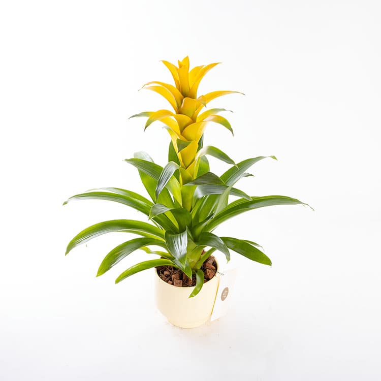 Maya — görsel 6