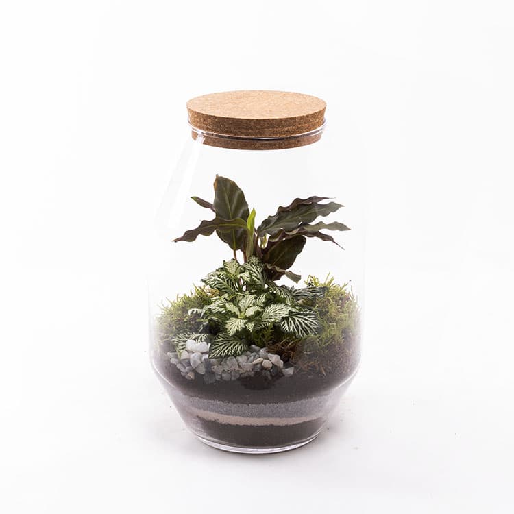 Terrarium Octo — görsel 9