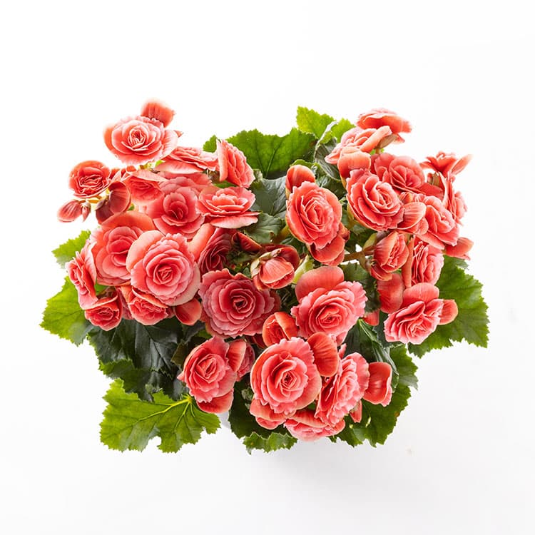 Bola Scandic — görsel 8