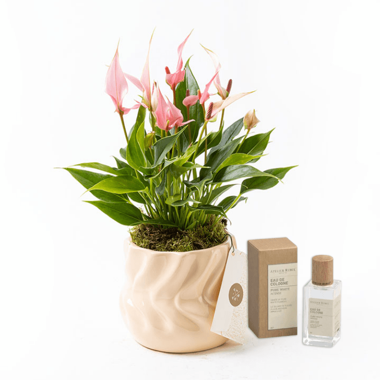 Lily Twister & Atelier Rebul Pure White Intense Kolonya (50 ml) Bundle — görsel 3