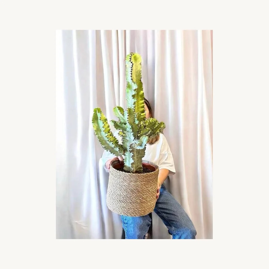 110cm Saksıda Kaktüs